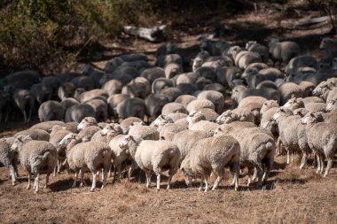 Koyunlar tarlada. Merino koyunu, Yeni Zelanda ve Avustralya 'da otluyor ve yiyor.