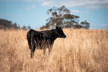 Avustralya wagyu inekleri çayırda otluyor. Avustralya 'da ilkbaharda organik bir çiftlikte çayırda ot yiyen siyah bir angus ineğinin görüntüsü.