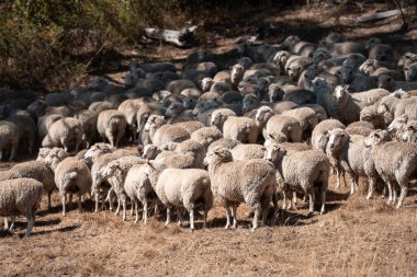 Koyunlar tarlada. Merino koyunu, Yeni Zelanda ve Avustralya 'da otluyor ve yiyor.