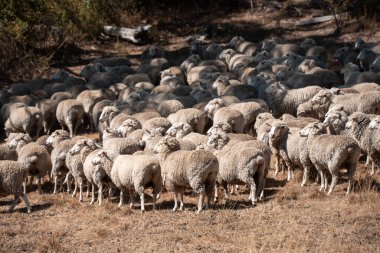 Koyunlar tarlada. Merino koyunu, Yeni Zelanda ve Avustralya 'da otluyor ve yiyor.