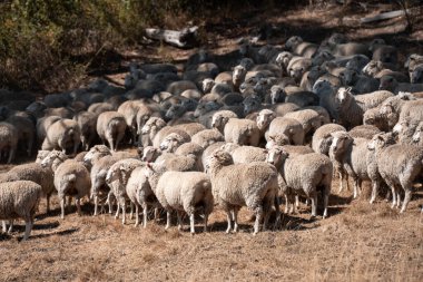Koyunlar tarlada. Merino koyunu, Yeni Zelanda ve Avustralya 'da otluyor ve yiyor.