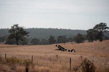 Avustralya wagyu inekleri çayırda otluyor. Avustralya 'da ilkbaharda organik bir çiftlikte çayırda ot yiyen siyah bir angus ineğinin görüntüsü.