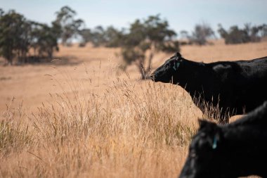 Avustralya wagyu inekleri çayırda otluyor. Avustralya 'da ilkbaharda organik bir çiftlikte çayırda ot yiyen siyah bir angus ineğinin görüntüsü.