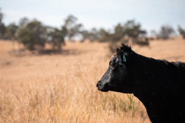 Avustralya wagyu inekleri çayırda otluyor. Avustralya 'da ilkbaharda organik bir çiftlikte çayırda ot yiyen siyah bir angus ineğinin görüntüsü.