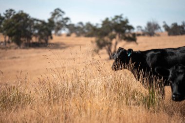 Avustralya wagyu inekleri çayırda otluyor. Avustralya 'da ilkbaharda organik bir çiftlikte çayırda ot yiyen siyah bir angus ineğinin görüntüsü.