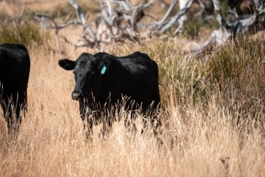Avustralya wagyu inekleri çayırda otluyor. Avustralya 'da ilkbaharda organik bir çiftlikte çayırda ot yiyen siyah bir angus ineğinin görüntüsü.