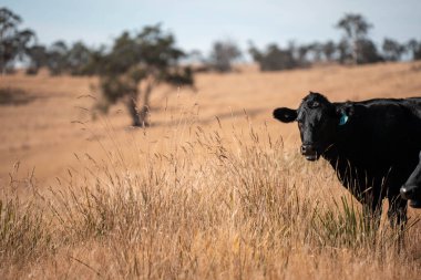 Avustralya wagyu inekleri çayırda otluyor. Avustralya 'da ilkbaharda organik bir çiftlikte çayırda ot yiyen siyah bir angus ineğinin görüntüsü.