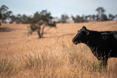 Avustralya wagyu inekleri çayırda otluyor. Avustralya 'da ilkbaharda organik bir çiftlikte çayırda ot yiyen siyah bir angus ineğinin görüntüsü.