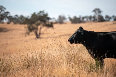 Avustralya wagyu inekleri çayırda otluyor. Avustralya 'da ilkbaharda organik bir çiftlikte çayırda ot yiyen siyah bir angus ineğinin görüntüsü.