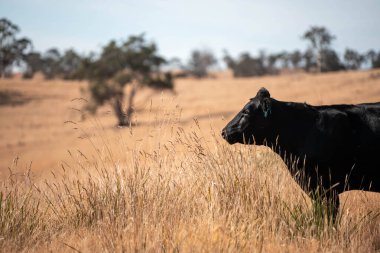 Avustralya wagyu inekleri çayırda otluyor. Avustralya 'da ilkbaharda organik bir çiftlikte çayırda ot yiyen siyah bir angus ineğinin görüntüsü.