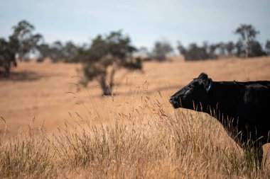 Avustralya wagyu inekleri çayırda otluyor. Avustralya 'da ilkbaharda organik bir çiftlikte çayırda ot yiyen siyah bir angus ineğinin görüntüsü.