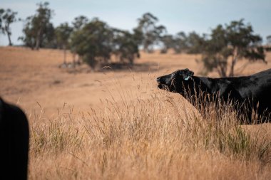 Avustralya wagyu inekleri çayırda otluyor. Avustralya 'da ilkbaharda organik bir çiftlikte çayırda ot yiyen siyah bir angus ineğinin görüntüsü.