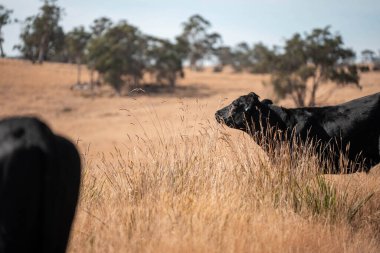 Avustralya wagyu inekleri çayırda otluyor. Avustralya 'da ilkbaharda organik bir çiftlikte çayırda ot yiyen siyah bir angus ineğinin görüntüsü.