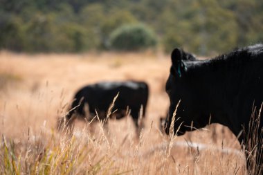 Avustralya wagyu inekleri çayırda otluyor. Avustralya 'da ilkbaharda organik bir çiftlikte çayırda ot yiyen siyah bir angus ineğinin görüntüsü.