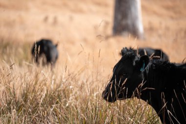 Avustralya wagyu inekleri çayırda otluyor. Avustralya 'da ilkbaharda organik bir çiftlikte çayırda ot yiyen siyah bir angus ineğinin görüntüsü.