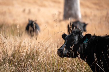 Avustralya wagyu inekleri çayırda otluyor. Avustralya 'da ilkbaharda organik bir çiftlikte çayırda ot yiyen siyah bir angus ineğinin görüntüsü.