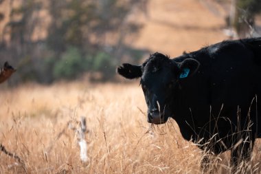 Avustralya wagyu inekleri çayırda otluyor. Avustralya 'da ilkbaharda organik bir çiftlikte çayırda ot yiyen siyah bir angus ineğinin görüntüsü.
