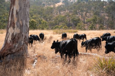 Avustralya wagyu inekleri çayırda otluyor. Avustralya 'da ilkbaharda organik bir çiftlikte çayırda ot yiyen siyah bir angus ineğinin görüntüsü.