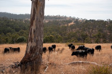 Avustralya wagyu inekleri çayırda otluyor. Avustralya 'da ilkbaharda organik bir çiftlikte çayırda ot yiyen siyah bir angus ineğinin görüntüsü.