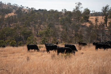Avustralya wagyu inekleri çayırda otluyor. Avustralya 'da ilkbaharda organik bir çiftlikte çayırda ot yiyen siyah bir angus ineğinin görüntüsü.