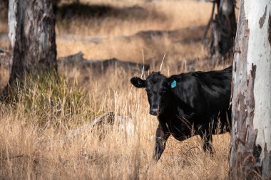 Avustralya wagyu inekleri çayırda otluyor. Avustralya 'da ilkbaharda organik bir çiftlikte çayırda ot yiyen siyah bir angus ineğinin görüntüsü.