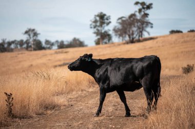 Avustralya wagyu inekleri çayırda otluyor. Avustralya 'da ilkbaharda organik bir çiftlikte çayırda ot yiyen siyah bir angus ineğinin görüntüsü.