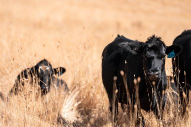 Avustralya wagyu inekleri çayırda otluyor. Avustralya 'da ilkbaharda organik bir çiftlikte çayırda ot yiyen siyah bir angus ineğinin görüntüsü.