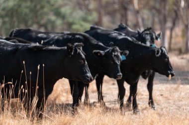 Avustralya wagyu inekleri çayırda otluyor. Avustralya 'da ilkbaharda organik bir çiftlikte çayırda ot yiyen siyah bir angus ineğinin görüntüsü.