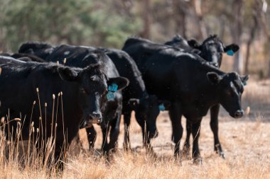 Avustralya wagyu inekleri çayırda otluyor. Avustralya 'da ilkbaharda organik bir çiftlikte çayırda ot yiyen siyah bir angus ineğinin görüntüsü.