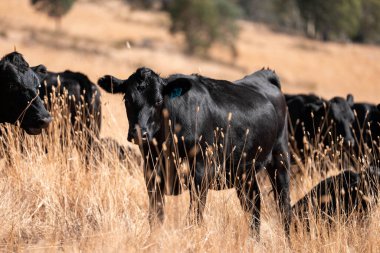 Avustralya wagyu inekleri çayırda otluyor. Avustralya 'da ilkbaharda organik bir çiftlikte çayırda ot yiyen siyah bir angus ineğinin görüntüsü.