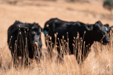 Avustralya wagyu inekleri çayırda otluyor. Avustralya 'da ilkbaharda organik bir çiftlikte çayırda ot yiyen siyah bir angus ineğinin görüntüsü.