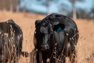 Avustralya wagyu inekleri çayırda otluyor. Avustralya 'da ilkbaharda organik bir çiftlikte çayırda ot yiyen siyah bir angus ineğinin görüntüsü.