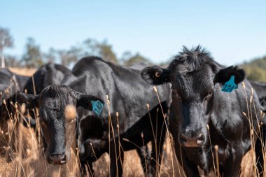 Avustralya wagyu inekleri çayırda otluyor. Avustralya 'da ilkbaharda organik bir çiftlikte çayırda ot yiyen siyah bir angus ineğinin görüntüsü.