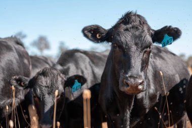 Avustralya wagyu inekleri çayırda otluyor. Avustralya 'da ilkbaharda organik bir çiftlikte çayırda ot yiyen siyah bir angus ineğinin görüntüsü.