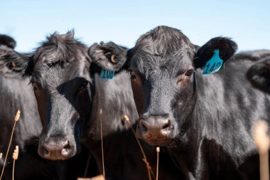 Avustralya wagyu inekleri çayırda otluyor. Avustralya 'da ilkbaharda organik bir çiftlikte çayırda ot yiyen siyah bir angus ineğinin görüntüsü.