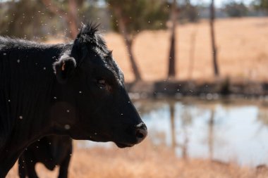 Avustralya wagyu inekleri çayırda otluyor. Avustralya 'da ilkbaharda organik bir çiftlikte çayırda ot yiyen siyah bir angus ineğinin görüntüsü.