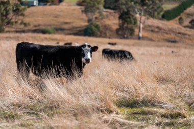 Çayırdaki çiftlik hayvanları, sürdürülebilir karbon nötr çiftçiliği uygulanıyor. Bir tarlada yenileyici inek yetiştirdi. tarımsal teknoloji yeniliği 