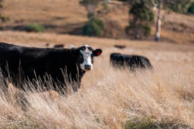 Çayırdaki çiftlik hayvanları, sürdürülebilir karbon nötr çiftçiliği uygulanıyor. Bir tarlada yenileyici inek yetiştirdi. tarımsal teknoloji yeniliği 