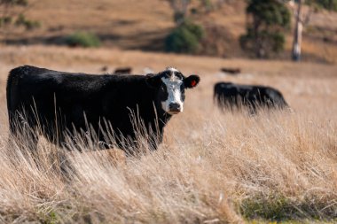 Çayırdaki çiftlik hayvanları, sürdürülebilir karbon nötr çiftçiliği uygulanıyor. Bir tarlada yenileyici inek yetiştirdi. tarımsal teknoloji yeniliği 