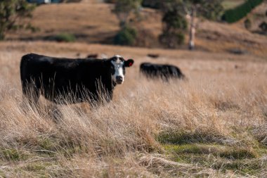 Çayırdaki çiftlik hayvanları, sürdürülebilir karbon nötr çiftçiliği uygulanıyor. Bir tarlada yenileyici inek yetiştirdi. tarımsal teknoloji yeniliği 