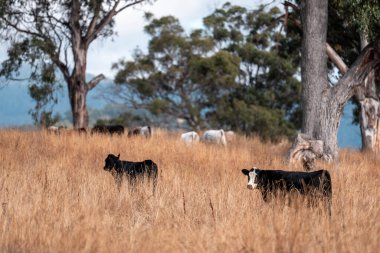 Avustralya 'daki güzel sığırlar ot yer, otlakta otlarlar. Tarımsal bir çiftlikte yetiştirilen sığır sürüsü. Yazın sürdürülebilir tarım