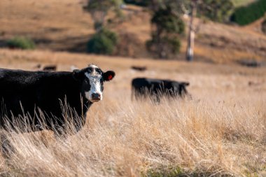 Çayırdaki çiftlik hayvanları, sürdürülebilir karbon nötr çiftçiliği uygulanıyor. Bir tarlada yenileyici inek yetiştirdi. tarımsal teknoloji yeniliği 