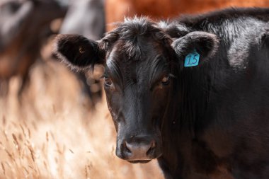 Avustralya 'daki güzel sığırlar ot yer, otlakta otlarlar. Tarımsal bir çiftlikte yetiştirilen sığır sürüsü. Yazın sürdürülebilir tarım