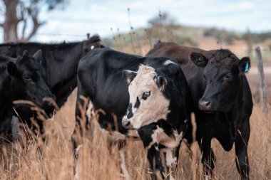 Avustralya 'daki güzel sığırlar ot yer, otlakta otlarlar. Tarımsal bir çiftlikte yetiştirilen sığır sürüsü. Yazın sürdürülebilir tarım