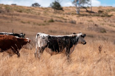 Avustralya 'daki güzel sığırlar ot yer, otlakta otlarlar. Tarımsal bir çiftlikte yetiştirilen sığır sürüsü. Yazın sürdürülebilir tarım