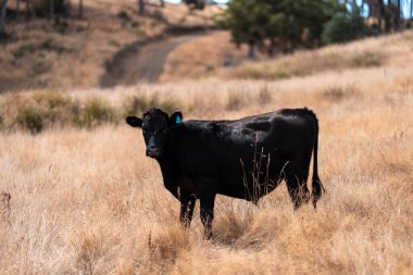 Avustralya 'daki güzel sığırlar ot yer, otlakta otlarlar. Tarımsal bir çiftlikte yetiştirilen sığır sürüsü. Yazın sürdürülebilir tarım