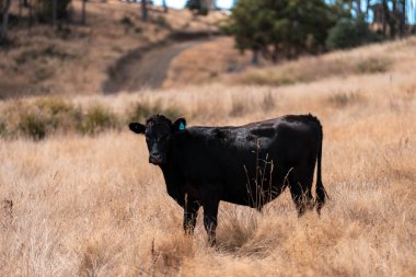 Avustralya 'daki güzel sığırlar ot yer, otlakta otlarlar. Tarımsal bir çiftlikte yetiştirilen sığır sürüsü. Yazın sürdürülebilir tarım