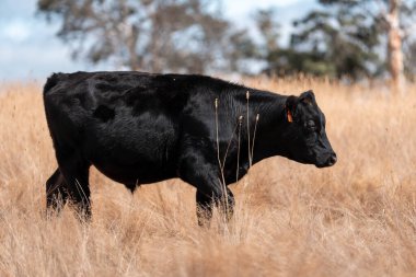 Avustralya 'daki güzel sığırlar ot yer, otlakta otlarlar. Tarımsal bir çiftlikte yetiştirilen sığır sürüsü. Yazın sürdürülebilir tarım