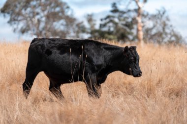 Avustralya 'daki güzel sığırlar ot yer, otlakta otlarlar. Tarımsal bir çiftlikte yetiştirilen sığır sürüsü. Yazın sürdürülebilir tarım