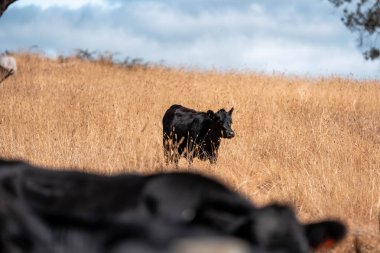 Avustralya 'daki güzel sığırlar ot yer, otlakta otlarlar. Tarımsal bir çiftlikte yetiştirilen sığır sürüsü. Yazın sürdürülebilir tarım